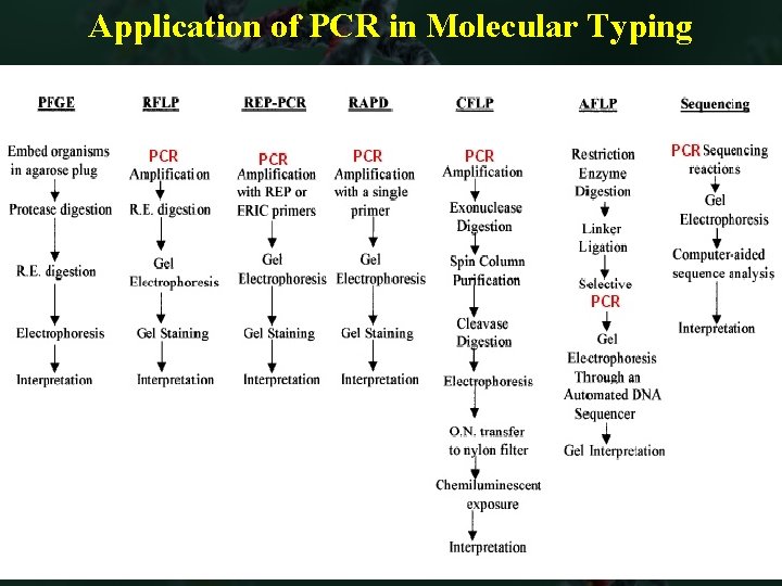 Application of PCR in Molecular Typing 