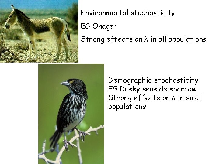 Environmental stochasticity EG Onager Strong effects on λ in all populations Demographic stochasticity EG