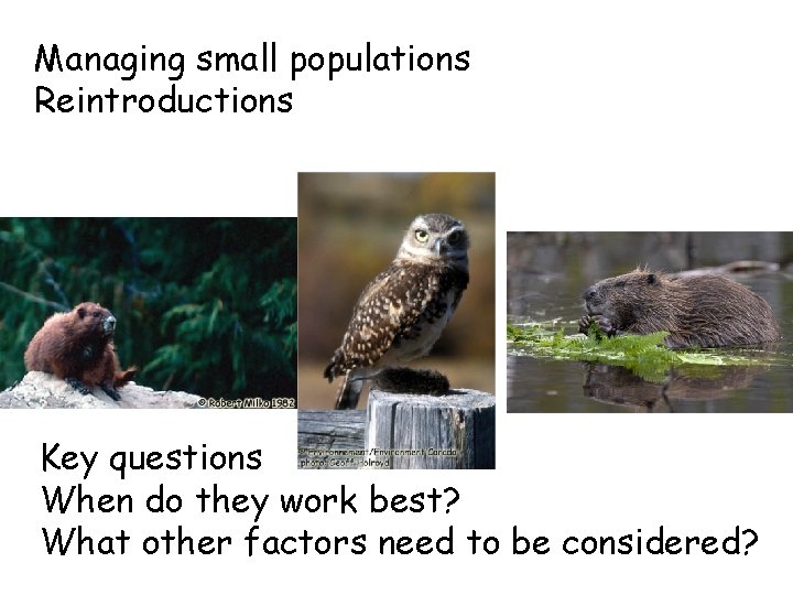Managing small populations Reintroductions Key questions When do they work best? What other factors
