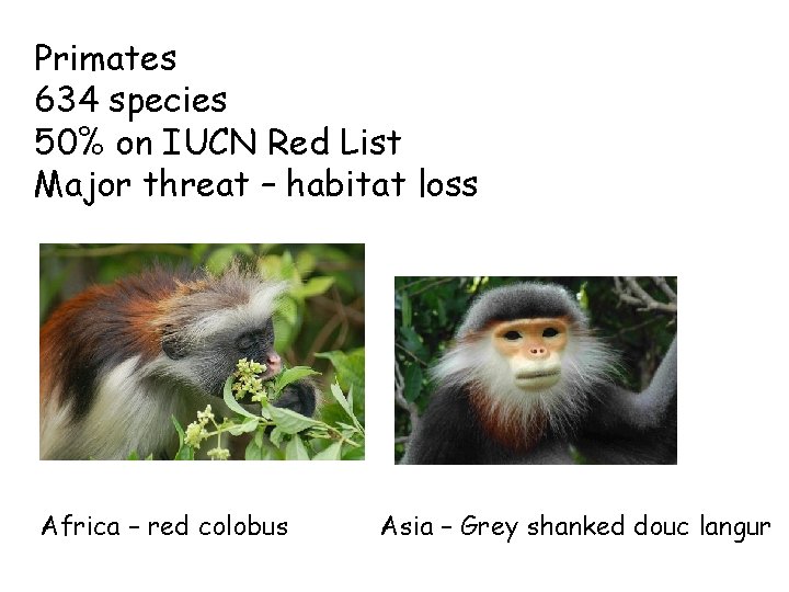 Primates 634 species 50% on IUCN Red List Major threat – habitat loss Africa