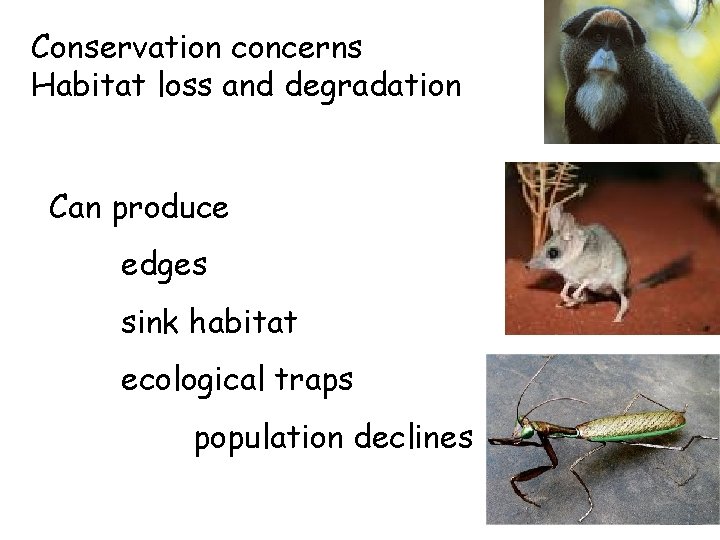 Conservation concerns Habitat loss and degradation Can produce edges sink habitat ecological traps population