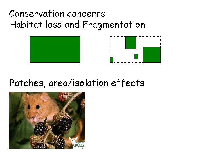 Conservation concerns Habitat loss and Fragmentation Patches, area/isolation effects 