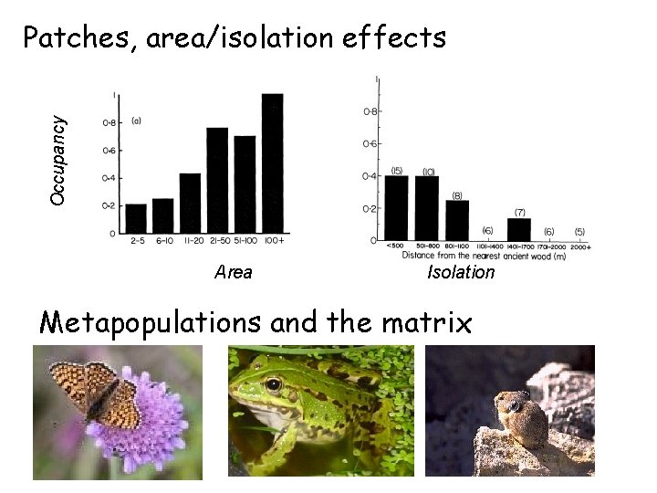 Occupancy Patches, area/isolation effects Area Isolation Metapopulations and the matrix 