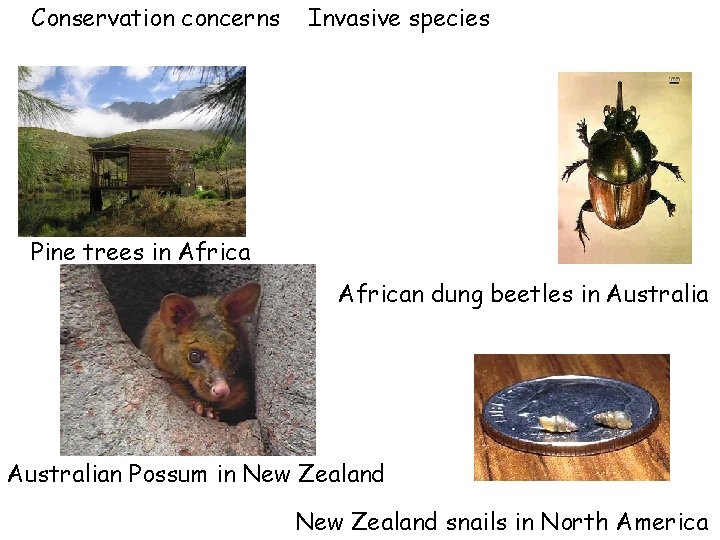 Conservation concerns Invasive species Pine trees in African dung beetles in Australian Possum in