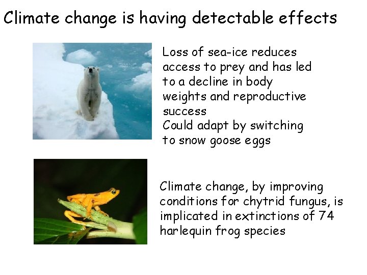 Climate change is having detectable effects Loss of sea-ice reduces access to prey and