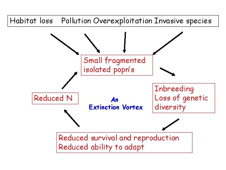 Habitat loss Pollution Overexploitation Invasive species Small fragmented isolated popn’s Reduced N An Extinction