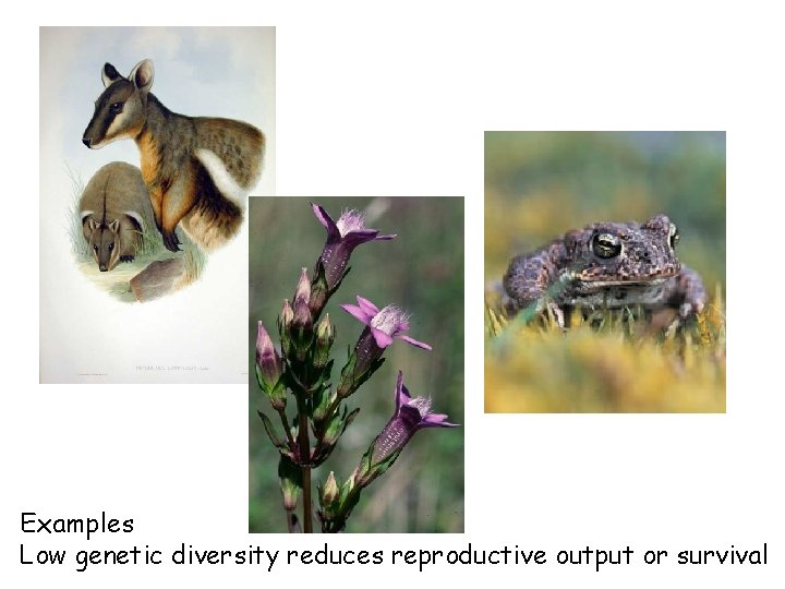 Examples Low genetic diversity reduces reproductive output or survival 