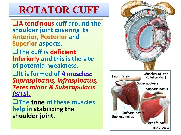 ROTATOR CUFF q. A tendinous cuff around the shoulder joint covering its Anterior, Posterior