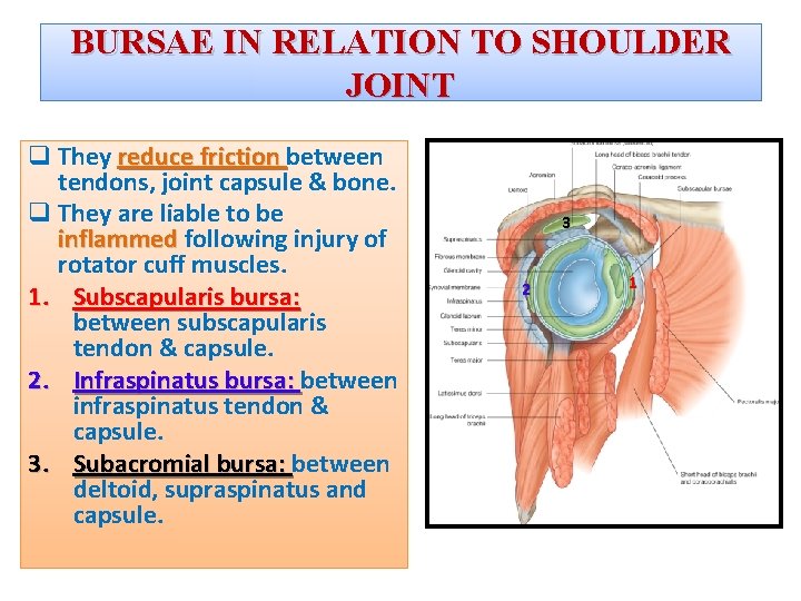 BURSAE IN RELATION TO SHOULDER JOINT q They reduce friction between tendons, joint capsule