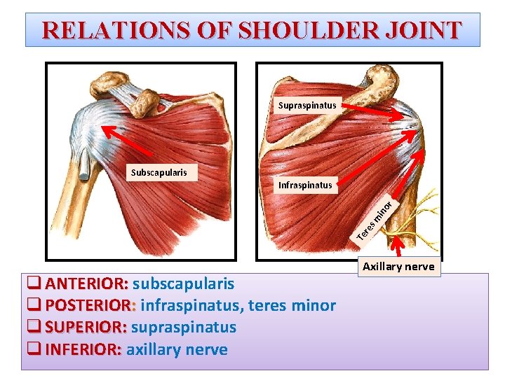 RELATIONS OF SHOULDER JOINT Supraspinatus Subscapularis Te r es m ino r Infraspinatus q