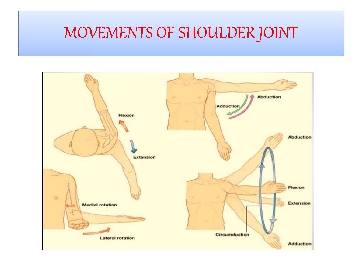 MOVEMENTS OF SHOULDER JOINT 