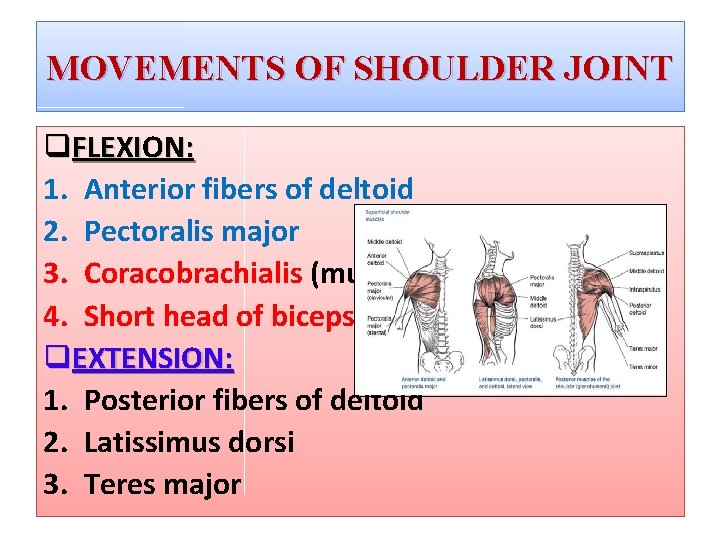 MOVEMENTS OF SHOULDER JOINT q. FLEXION: 1. Anterior fibers of deltoid 2. Pectoralis major