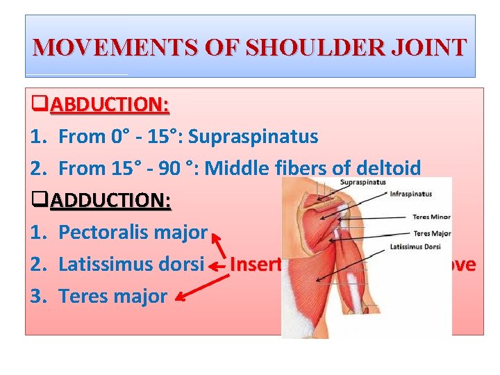 MOVEMENTS OF SHOULDER JOINT q. ABDUCTION: 1. From 0° - 15°: Supraspinatus 2. From