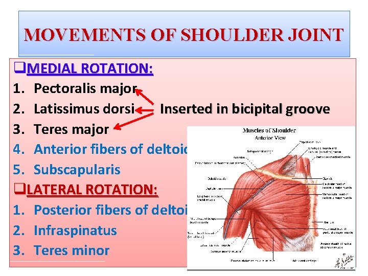 MOVEMENTS OF SHOULDER JOINT q. MEDIAL ROTATION: 1. Pectoralis major 2. Latissimus dorsi Inserted