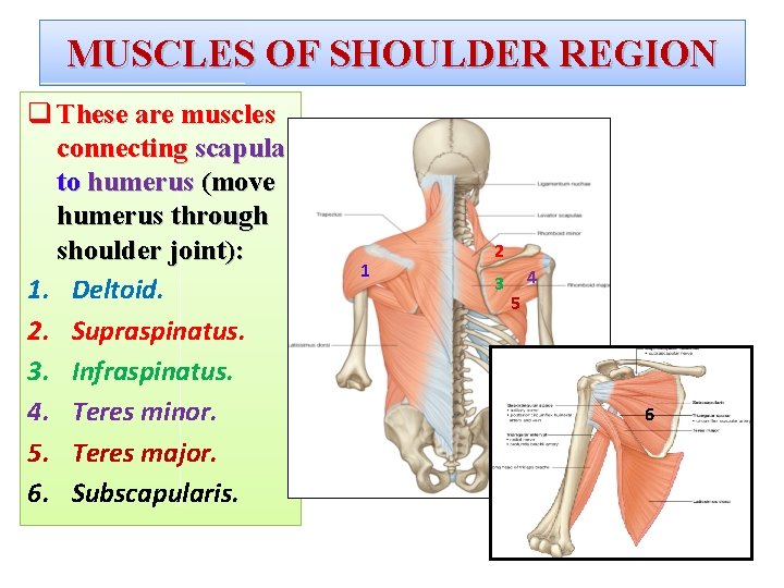 MUSCLES OF SHOULDER REGION q These are muscles connecting scapula to humerus (move humerus