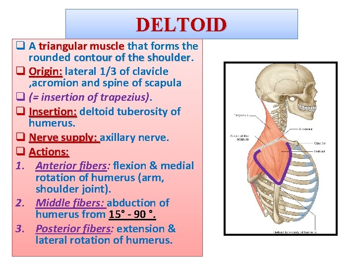 DELTOID q A triangular muscle that forms the rounded contour of the shoulder q