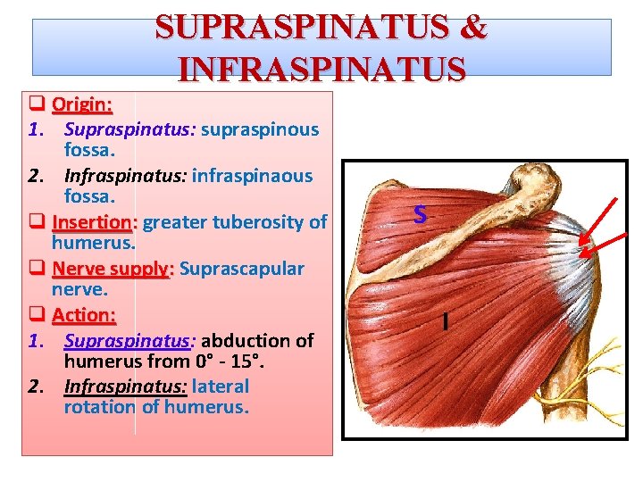 SUPRASPINATUS & INFRASPINATUS q Origin: 1. Supraspinatus: supraspinous fossa. 2. Infraspinatus: infraspinaous fossa. q
