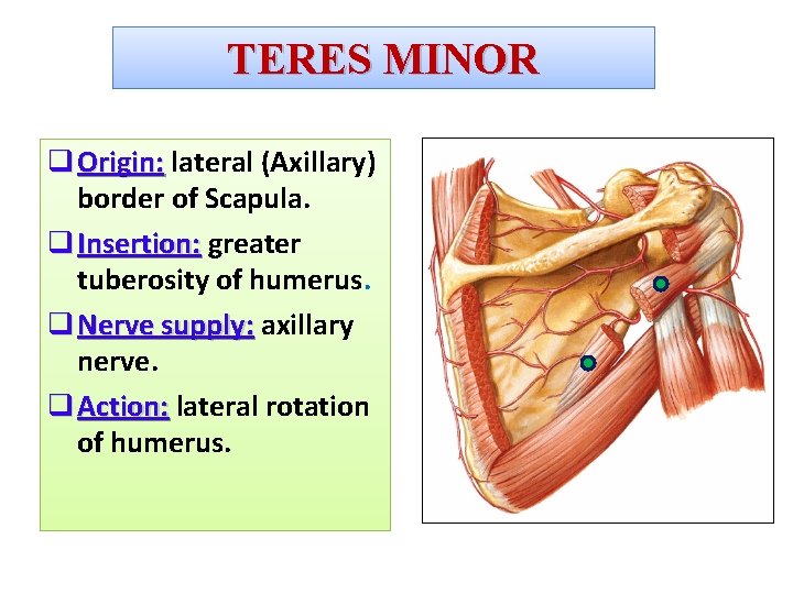 TERES MINOR q Origin: lateral (Axillary) border of Scapula. q Insertion: greater tuberosity of