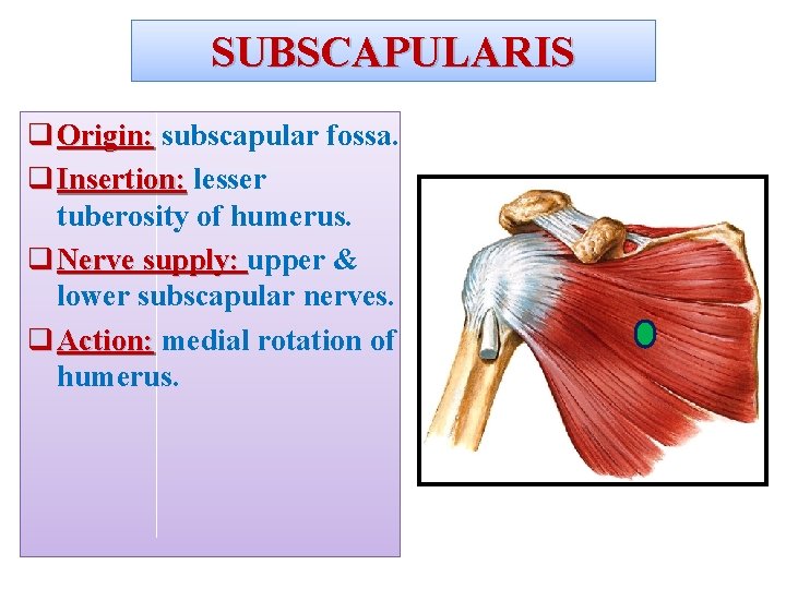 SUBSCAPULARIS q Origin: subscapular fossa. q Insertion: lesser tuberosity of humerus. q Nerve supply: