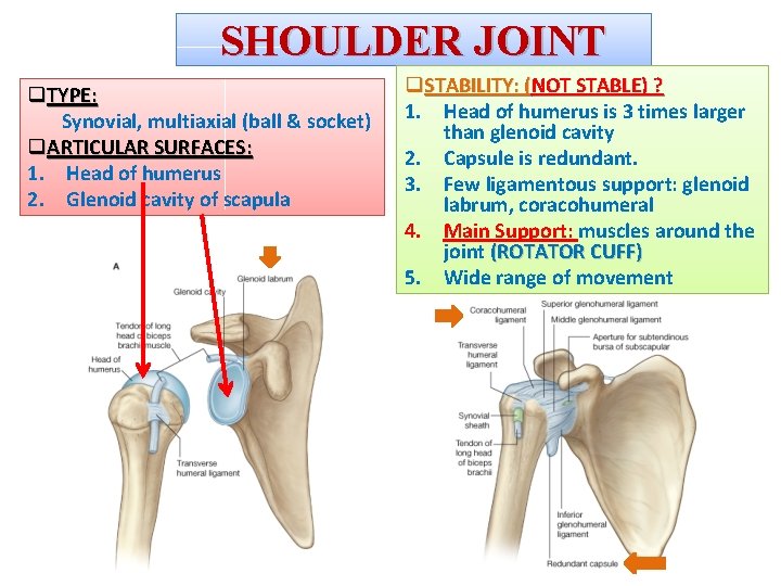 SHOULDER JOINT q. TYPE: Synovial, multiaxial (ball & socket) q. ARTICULAR SURFACES: 1. Head