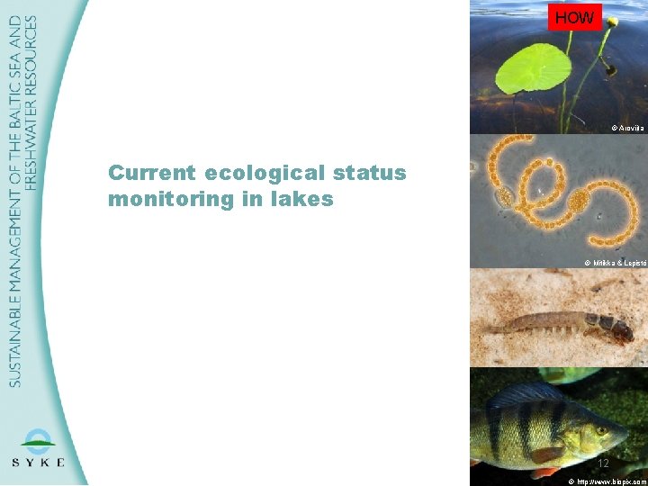 HOW © Aroviita Current ecological status monitoring in lakes © Mitikka & Lepistö 12