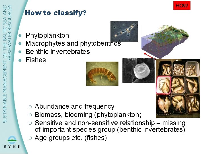 HOW How to classify? ● ● Phytoplankton Macrophytes and phytobenthos Benthic invertebrates Fishes 5