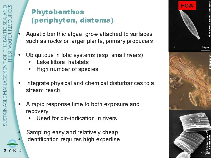 © http: //www. oulu. fi/electronoptics Phytobenthos (periphyton, diatoms) HOW • Aquatic benthic algae, grow