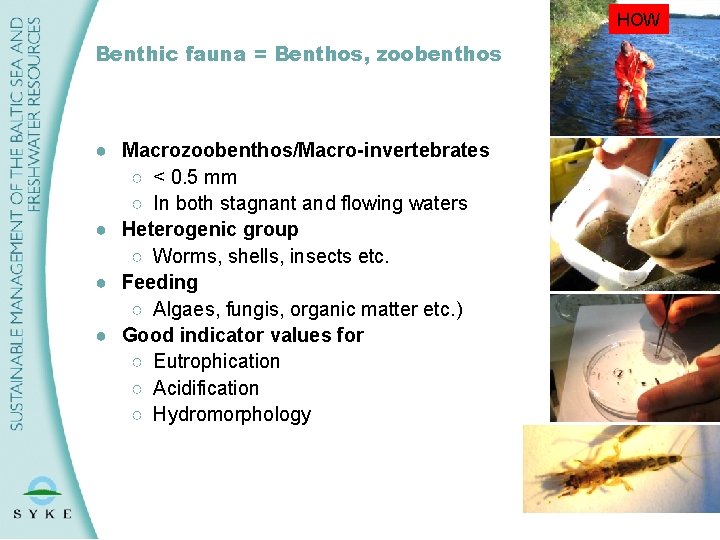 HOW Benthic fauna = Benthos, zoobenthos ● Macrozoobenthos/Macro-invertebrates ○ < 0. 5 mm ○