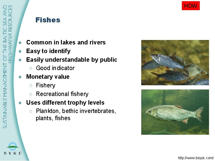 HOW Fishes ● Common in lakes and rivers ● Easy to identify ● Easily