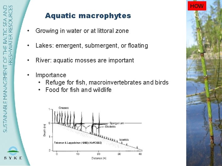 HOW Aquatic macrophytes • Growing in water or at littoral zone • Lakes: emergent,