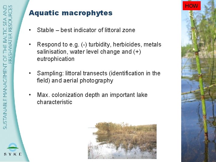 Aquatic macrophytes HOW • Stable – best indicator of littoral zone • Respond to