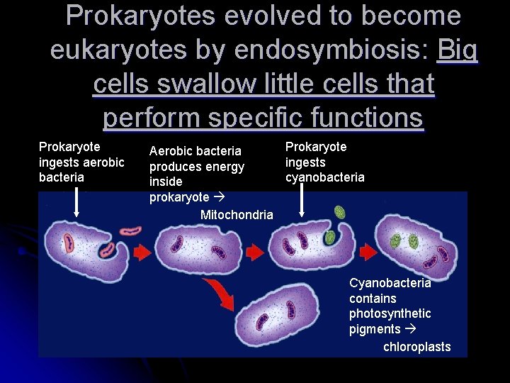 Prokaryotes evolved to become eukaryotes by endosymbiosis: Big cells swallow little cells that perform