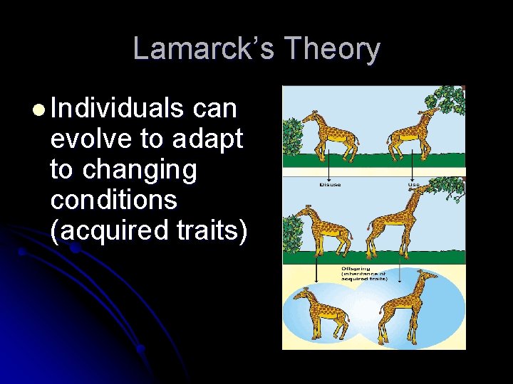 Lamarck’s Theory l Individuals can evolve to adapt to changing conditions (acquired traits) 