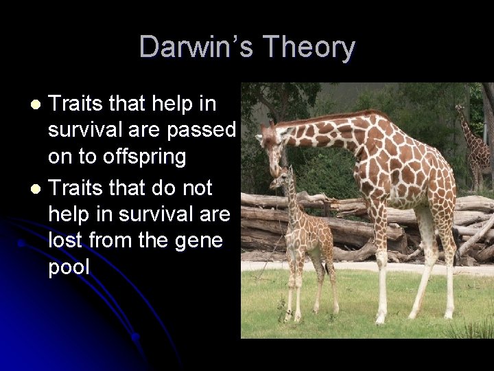 Darwin’s Theory Traits that help in survival are passed on to offspring l Traits