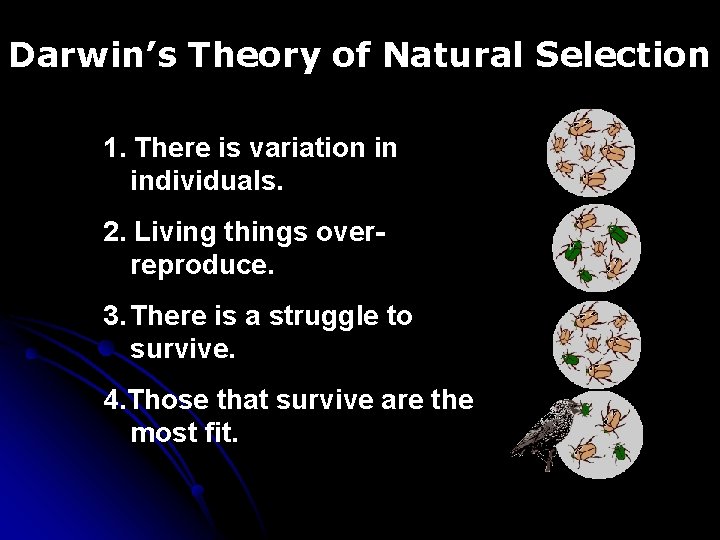 Darwin’s Theory of Natural Selection 1. There is variation in individuals. 2. Living things