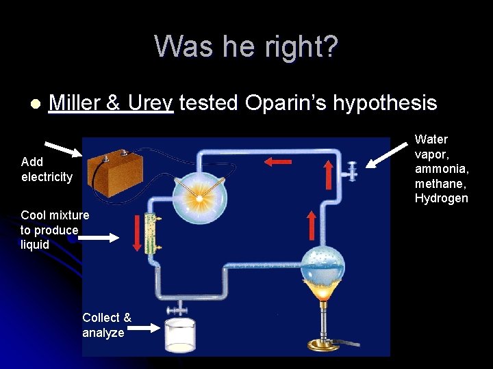 Was he right? l Miller & Urey tested Oparin’s hypothesis Water vapor, ammonia, methane,