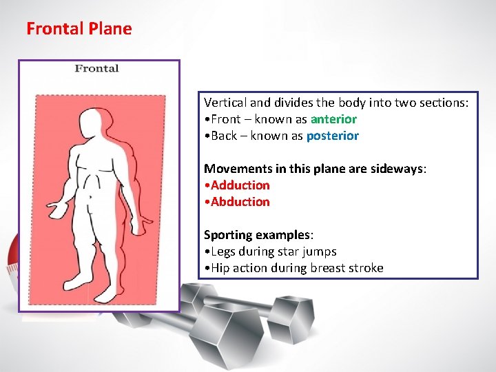 Frontal Plane Vertical and divides the body into two sections: • Front – known