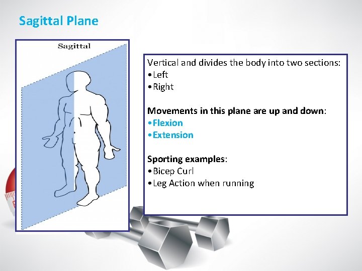 Sagittal Plane Vertical and divides the body into two sections: • Left • Right