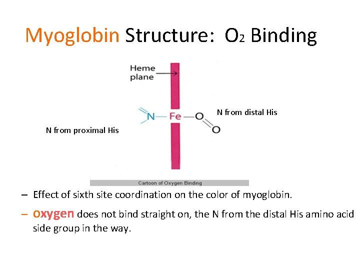 Myoglobin Structure: O 2 Binding N from distal His N from proximal His –