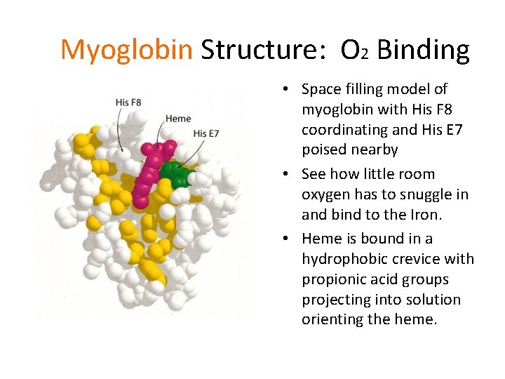 Myoglobin Structure: O 2 Binding • Space filling model of myoglobin with His F