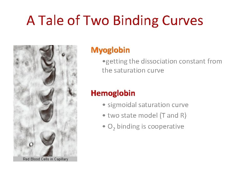 A Tale of Two Binding Curves Myoglobin • getting the dissociation constant from the