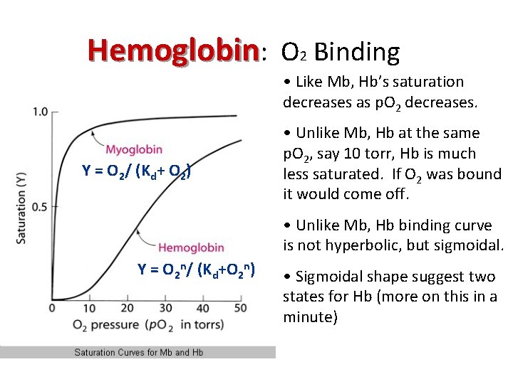 Hemoglobin: O 2 Binding • Like Mb, Hb’s saturation decreases as p. O 2