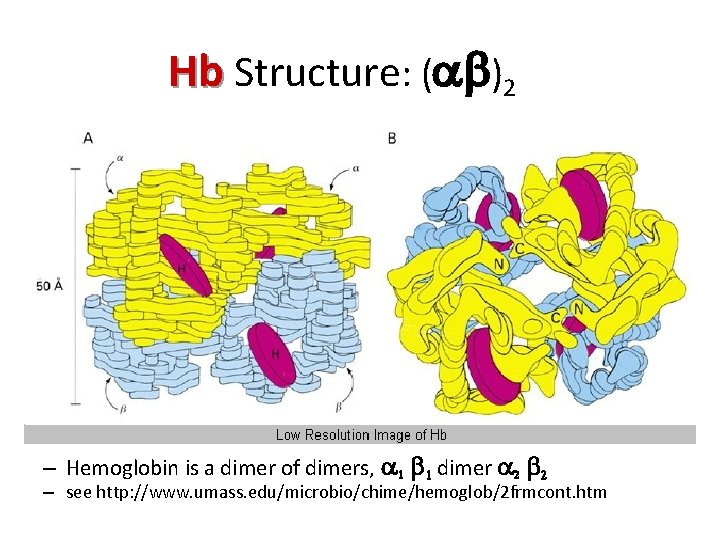 Hb Structure: (ab)2 – Hemoglobin is a dimer of dimers, a 1 b 1