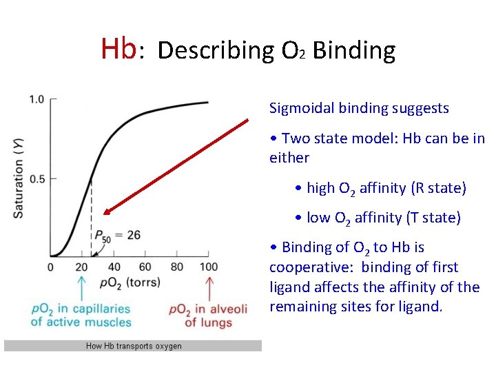 Hb: Describing O 2 Binding Sigmoidal binding suggests • Two state model: Hb can