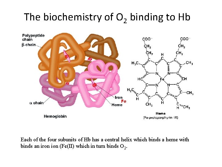 The biochemistry of O 2 binding to Hb Each of the four subunits of