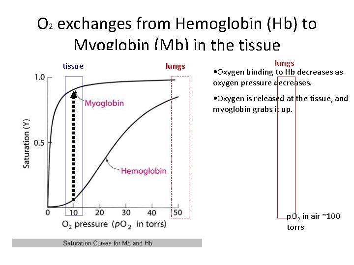 O 2 exchanges from Hemoglobin (Hb) to Myoglobin (Mb) in the tissue lungs •