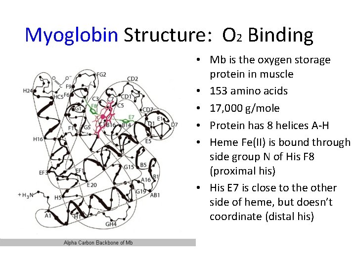 Myoglobin Structure: O 2 Binding • Mb is the oxygen storage protein in muscle