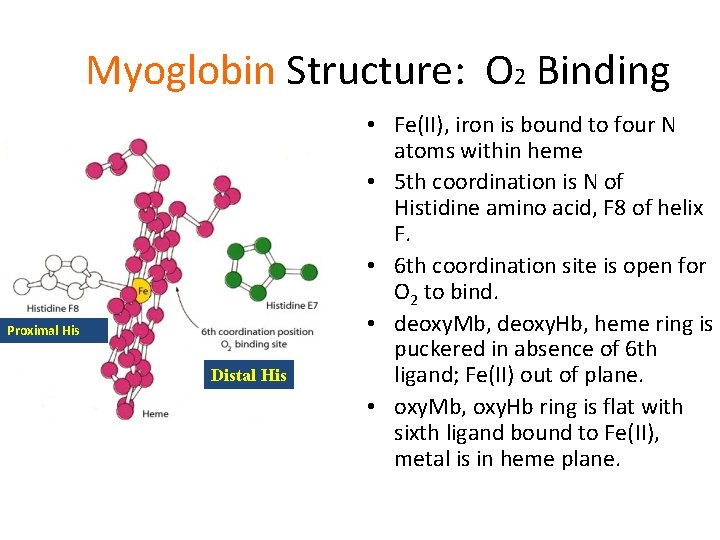 Myoglobin Structure: O 2 Binding Proximal His Distal His • Fe(II), iron is bound