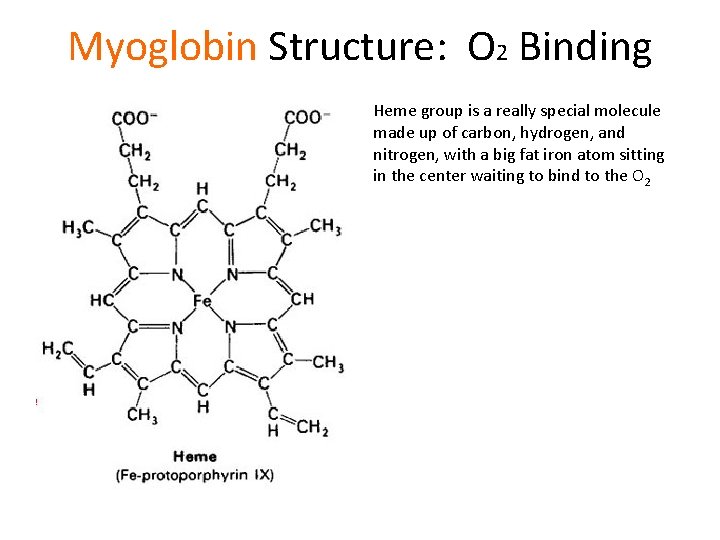 Myoglobin Structure: O 2 Binding Heme group is a really special molecule made up