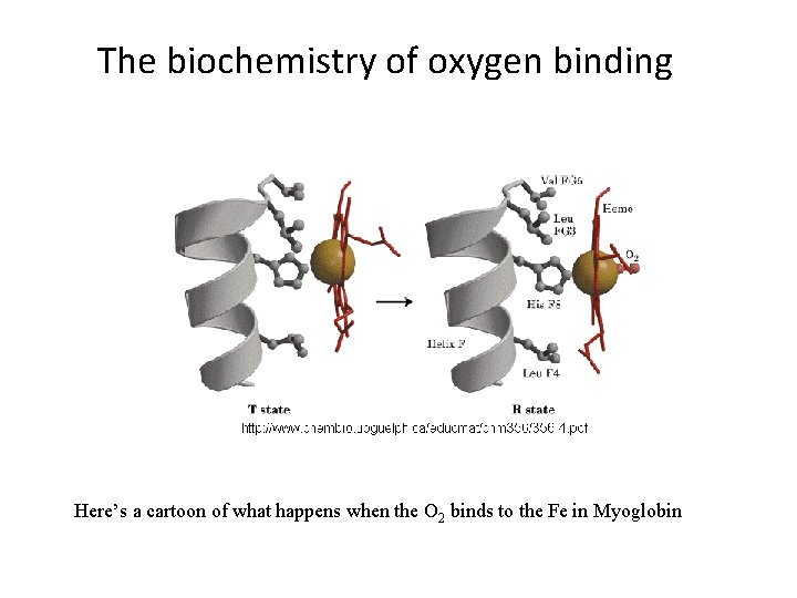 The biochemistry of oxygen binding Here’s a cartoon of what happens when the O